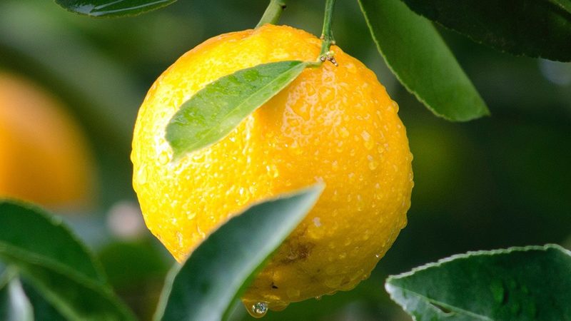 50ml离心管：揭秘实验室中的“隐形英雄”**